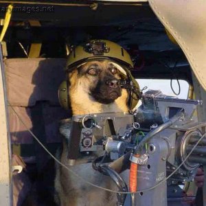 military_working_dog_02