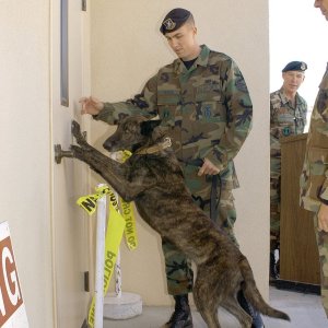 military_working_dog_07