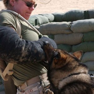 military_working_dog_08