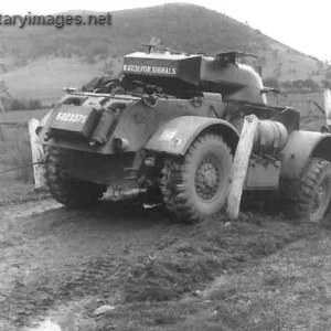 Staghound