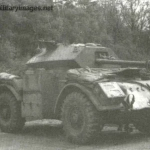 Staghound