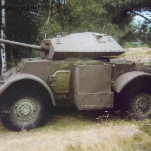 Staghound