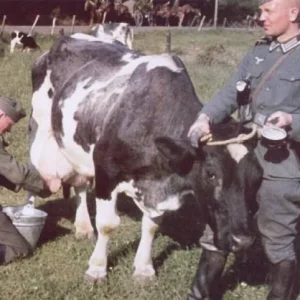 Germany soldier and cows