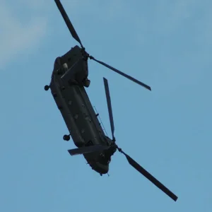 Chinook