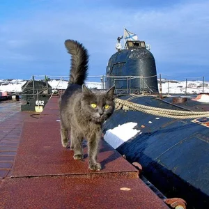 cats of the northern fleet