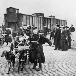 Belgian War Dogs WW1