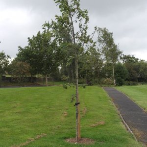 Oak Tree Memorial WW1