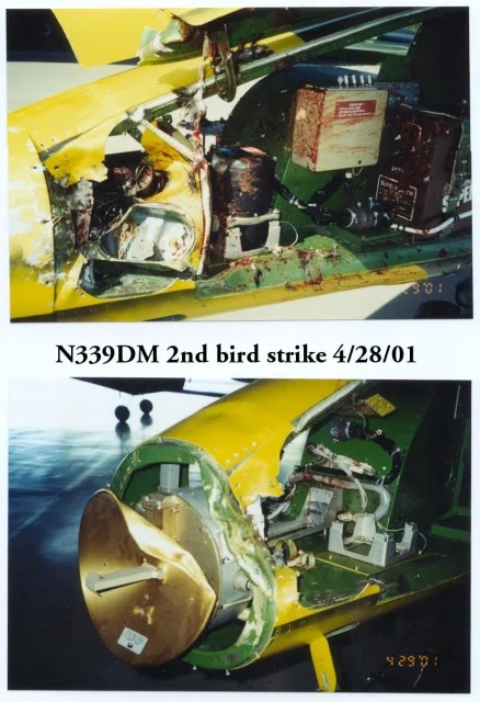 bird strike 3