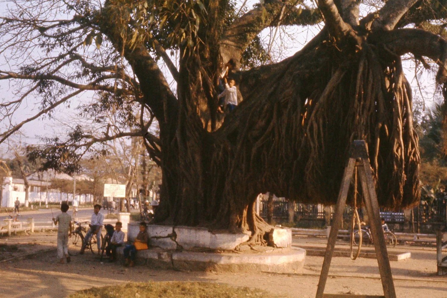 Da Nang City BIG Tree Mar 1966 Viet Nam