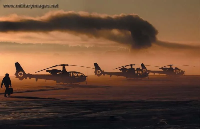 Gazelles at Dawn