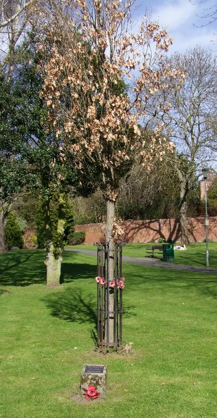 Korean War Memorial Tree 1950-1958