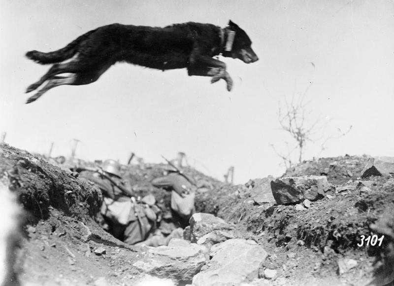 Messenger Dog WW1