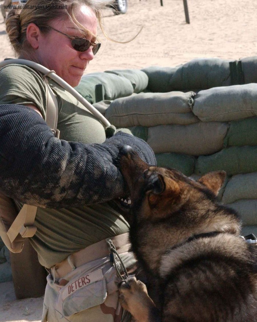 military_working_dog_08