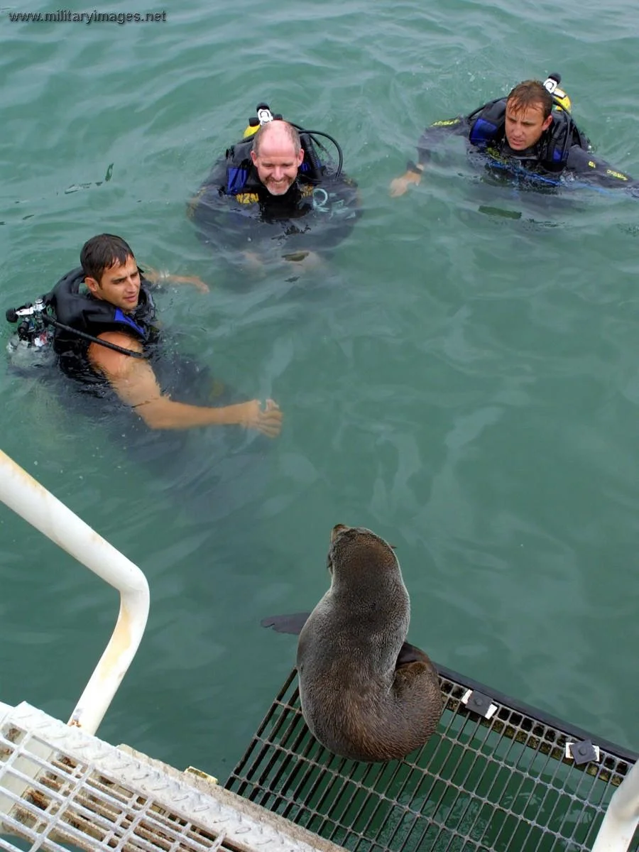 New Zealand Navy - divers