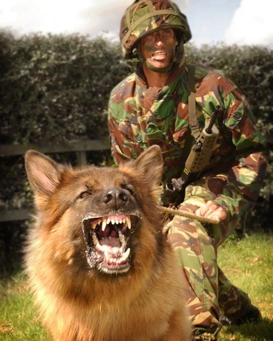 RAF Police Dog Team