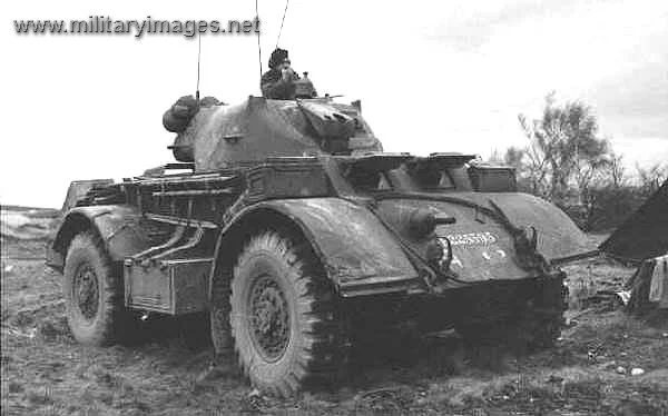 Staghound