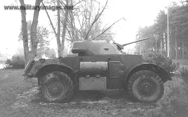 Staghound