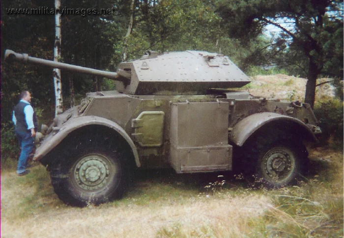 Staghound