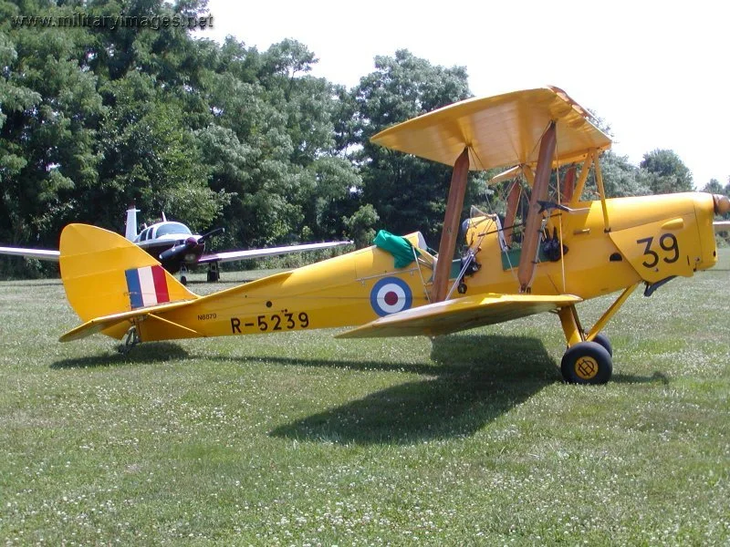 tiger_moth