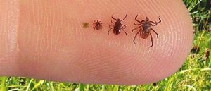 tick-stages-300x129.jpg