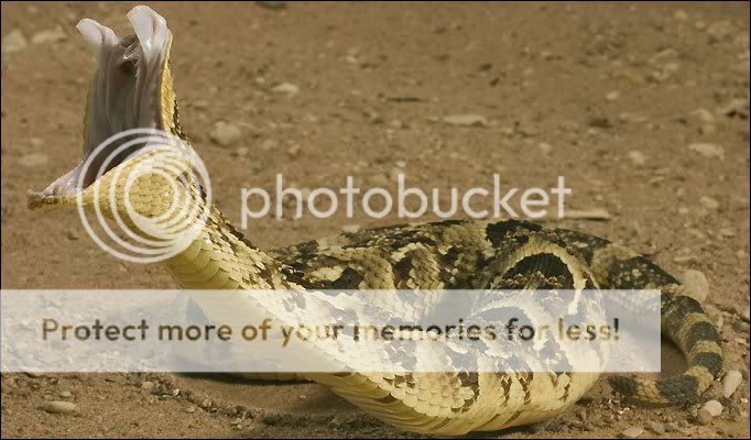 PuffAdder.jpg