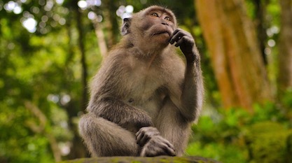 evolutionnews.org